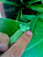 Dichorda consequaria