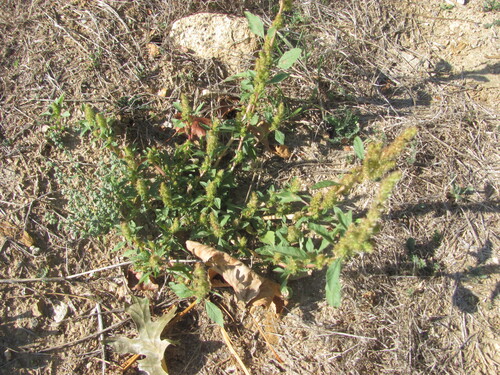 Amaranthus powellii iNat (2)