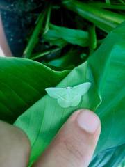 Dichorda consequaria