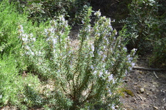 Salvia rosmarinus
