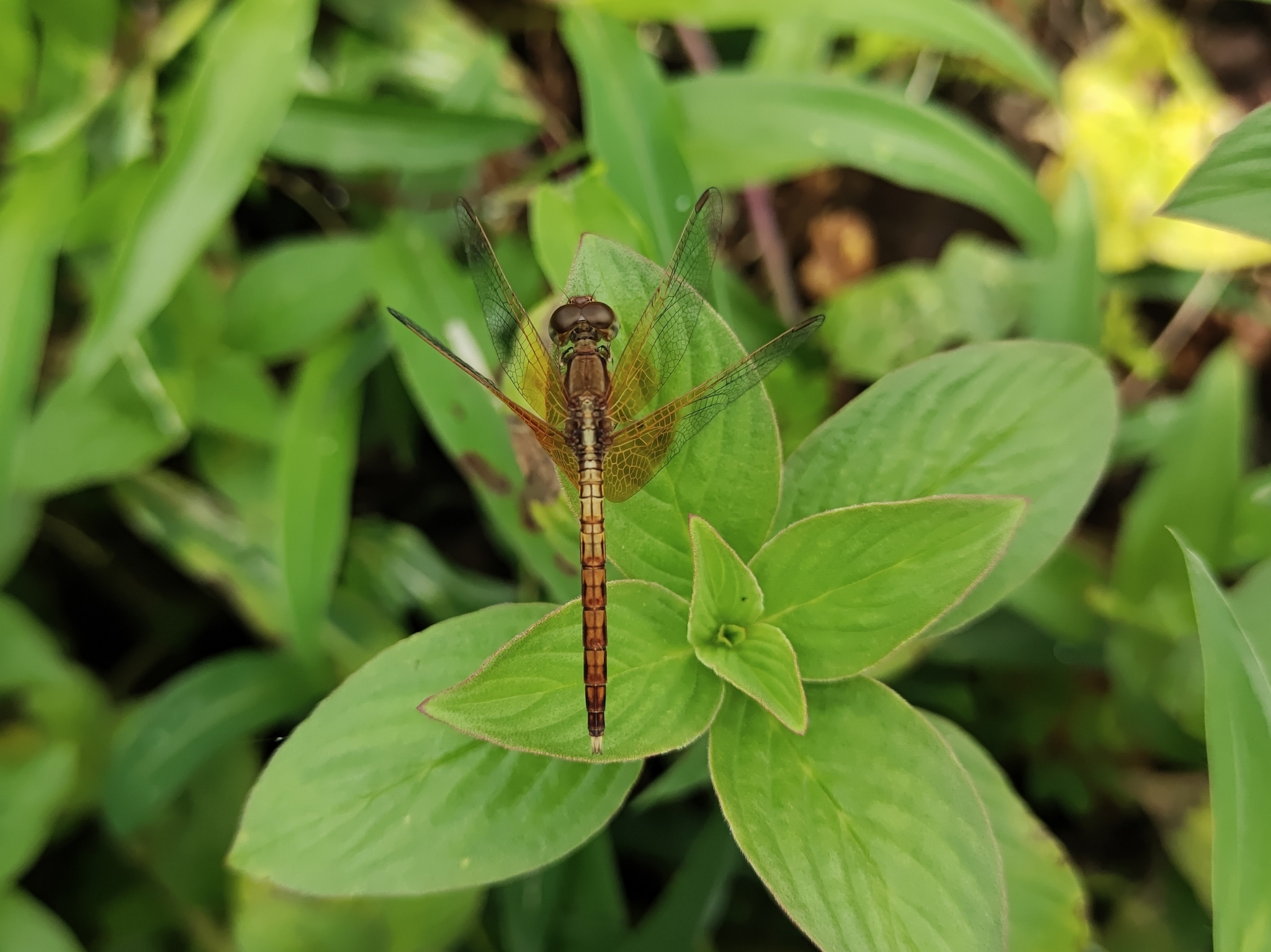 Ruddy Meadow Skimmer