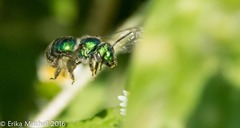 Augochloropsis viridula
