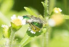 Augochloropsis viridula