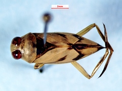 Notonecta undulata