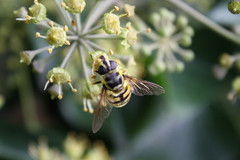 Myathropa florea