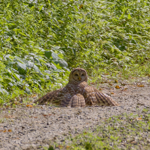Barred Owl photographed in Georgia