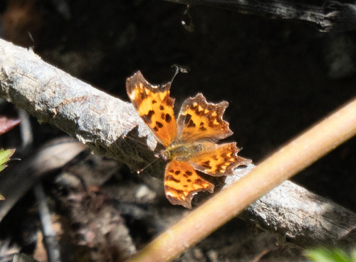 Oreas Comma photo 2