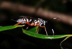 Lymeon orbus