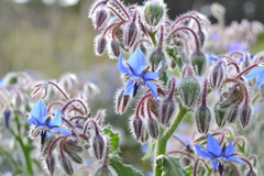 Borago officinalis