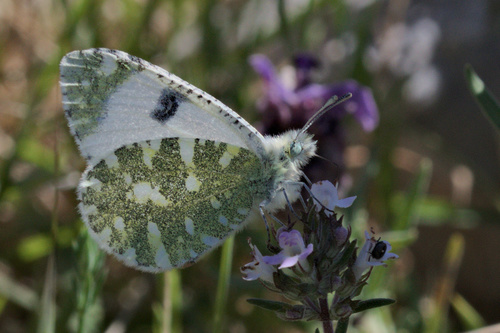 Portuguese Dappled White