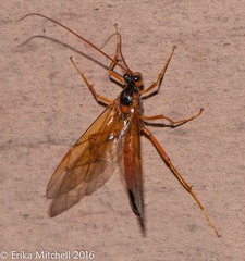 Opheltes glaucopterus barberi