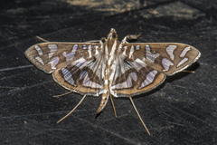 Nausinoe