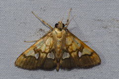 Nosophora