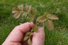 Argentina anserinoides