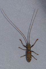 Olenecamptus bilobus