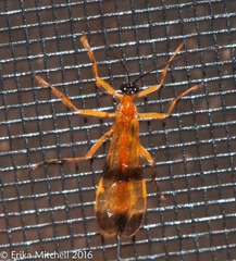 Acrotaphus wiltii