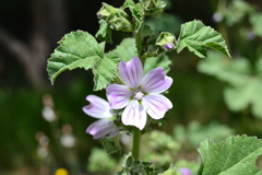 Malva
