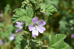 Malva