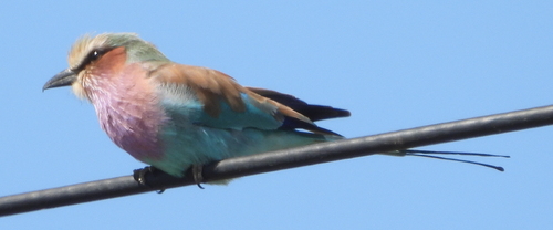 Lilac-breasted Roller