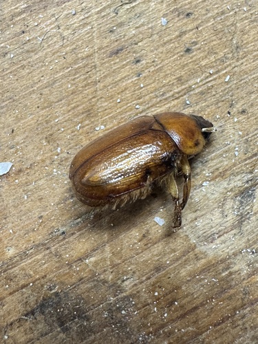 Southwestern Masked Chafer photo 4