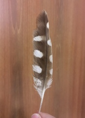 Athene noctua indigena