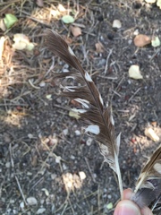 Athene noctua indigena