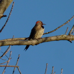 Colaptes auratus auratus