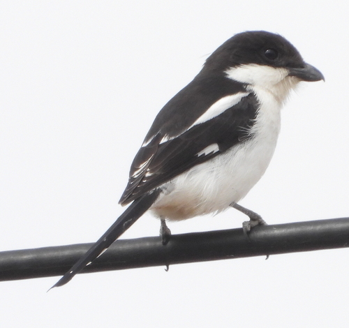 Northern Fiscal