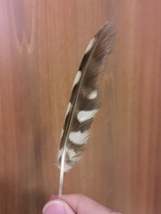 Athene noctua indigena