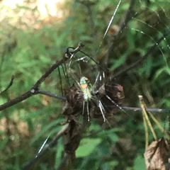 Leucauge argyrobapta