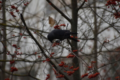 Corvus monedula