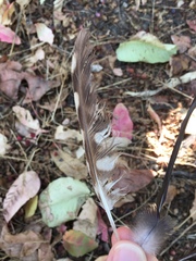 Athene noctua indigena