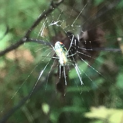 Leucauge argyrobapta