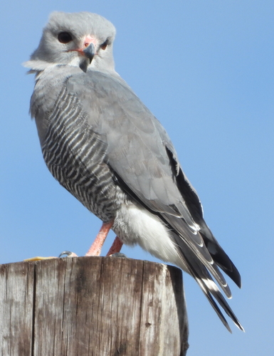 Lizard Buzzard