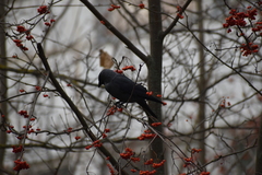 Corvus monedula
