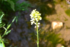 Brassiceae