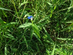 Commelina communis