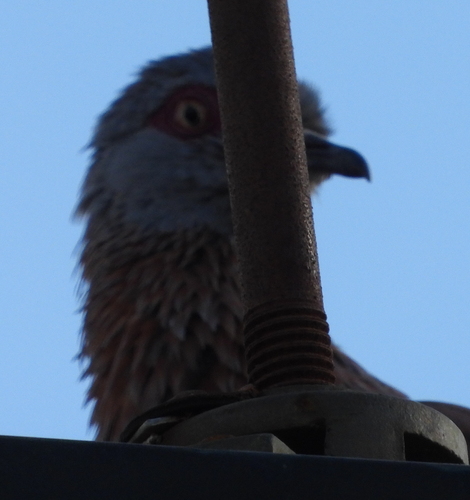 Speckled Pigeon