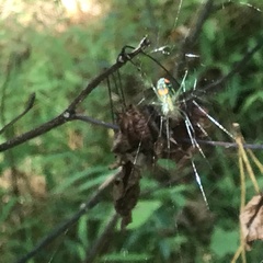 Leucauge argyrobapta