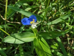 Commelina communis