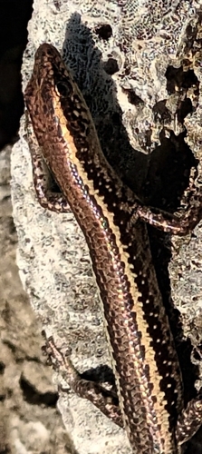 Cryptoblepharus poecilopleurus observed 2025-07-27