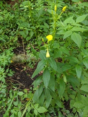 Oenothera