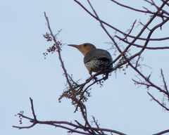 Colaptes auratus auratus