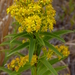 Northern Seaside Goldenrod - Photo (c) John Beetham, some rights reserved (CC BY-NC-SA)