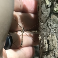Tipula
