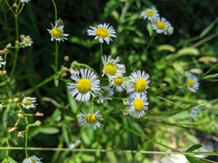 Erigeron