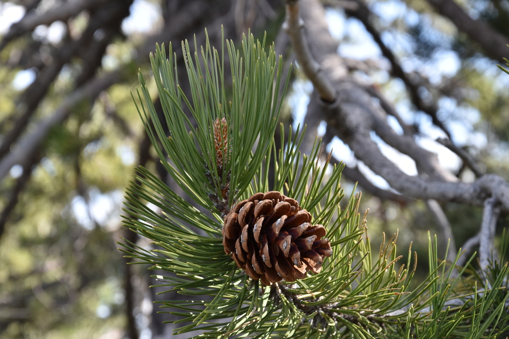 Pinus nigra