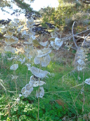 Smyrnium perfoliatum rotundifolium