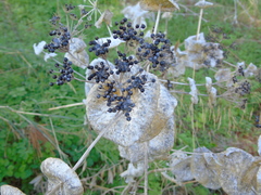 Smyrnium perfoliatum rotundifolium