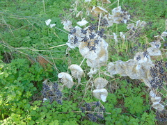 Smyrnium perfoliatum rotundifolium